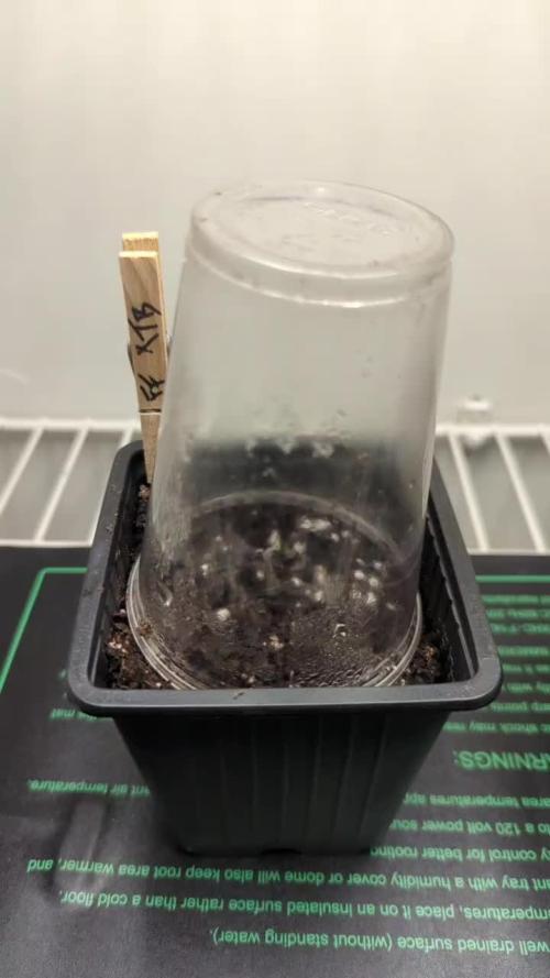 Frosted Flakes x True Blood