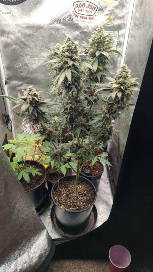 Frosted Flakes x True Blood. Week 13