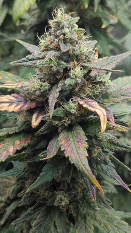 Frosted Flakes x True Blood. Week 14