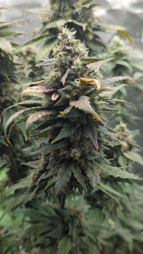 Frosted Flakes x True Blood. Week 14