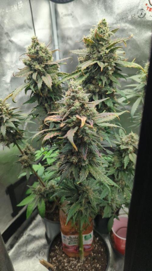 Frosted Flakes x True Blood. Week 14