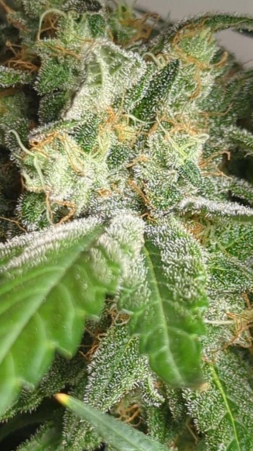 Frosted Flakes x True Blood. Week 14