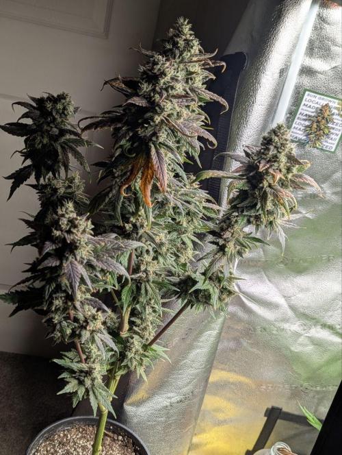 Frosted Flakes x True Blood. Week 15