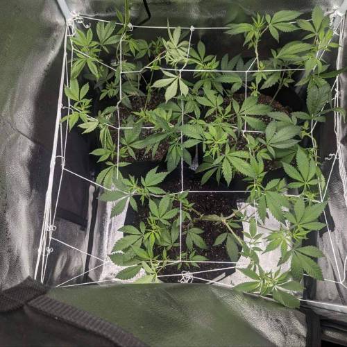 Ghost Train Haze #1. Week 5