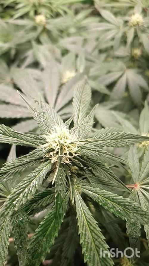 Eternity Grow Cup🏆👽🏆 - Zamnesia Runtz Auto