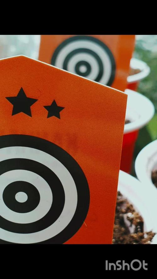 Kannabia - Russian Doll 