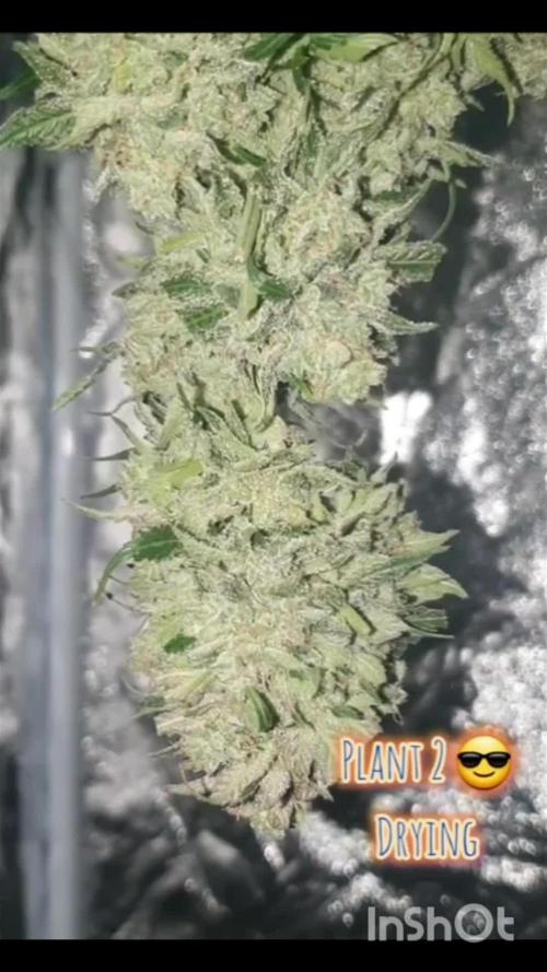 Eternity Grow Cup🏆👽🏆 - Zamnesia Runtz Auto