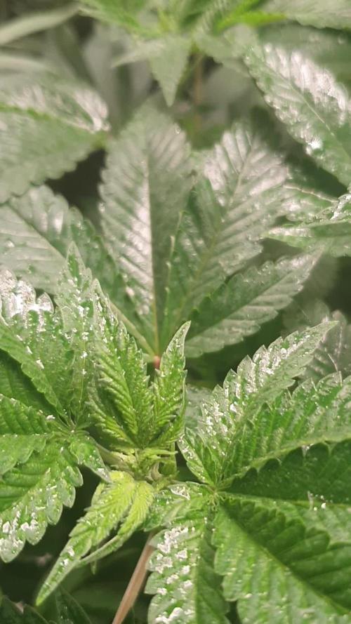 Kannabia - Russian Doll