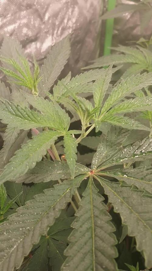 Kannabia - Cookies Haze 🍪