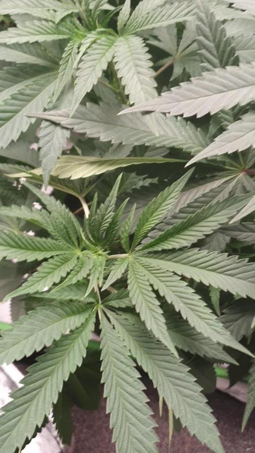 Kannabia - Super OG Kush 😎