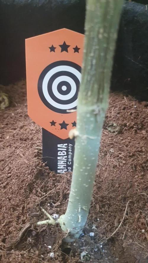 Kannabia - Russian Doll