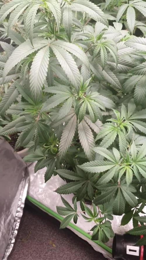 Kannabia - Cookies Haze 🍪