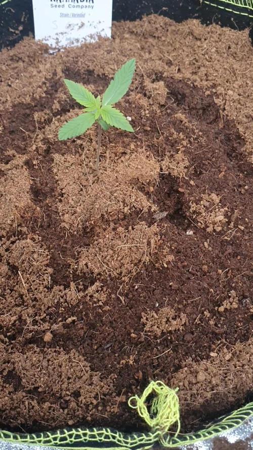 Strawberry Gorilla Auto 🍓🦍