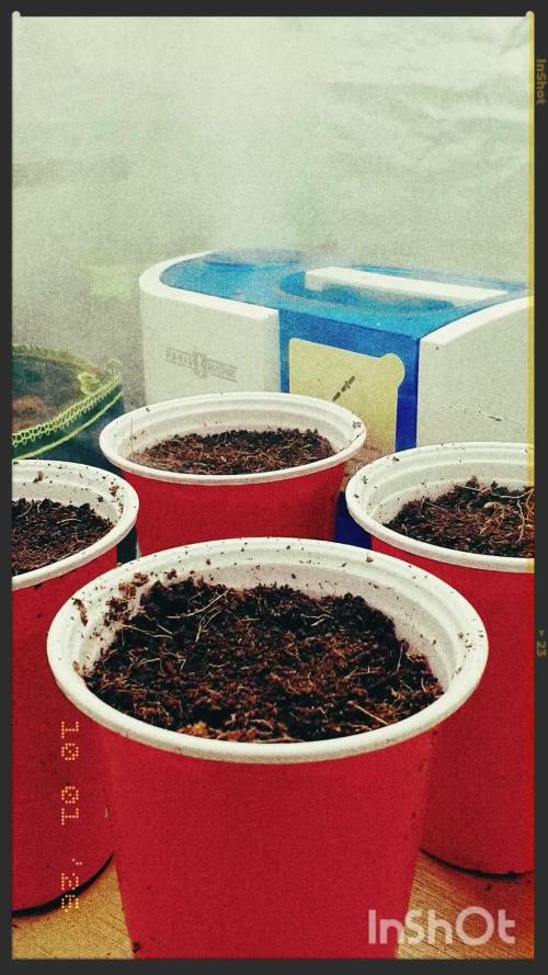 Zillions - Barneys Farm