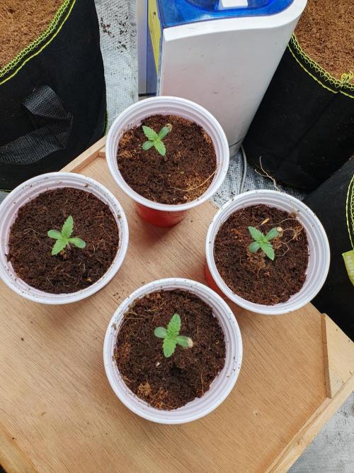 Zillions - Barney's Farm. Week 0