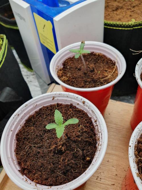 Zillions - Barney's Farm. Week 0