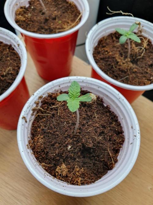 Zillions - Barney's Farm. Week 0