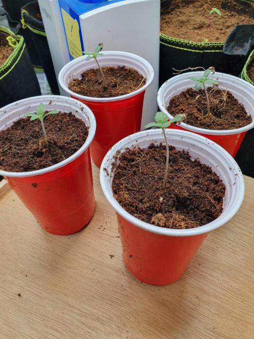 Zillions - Barney's Farm. Week 0