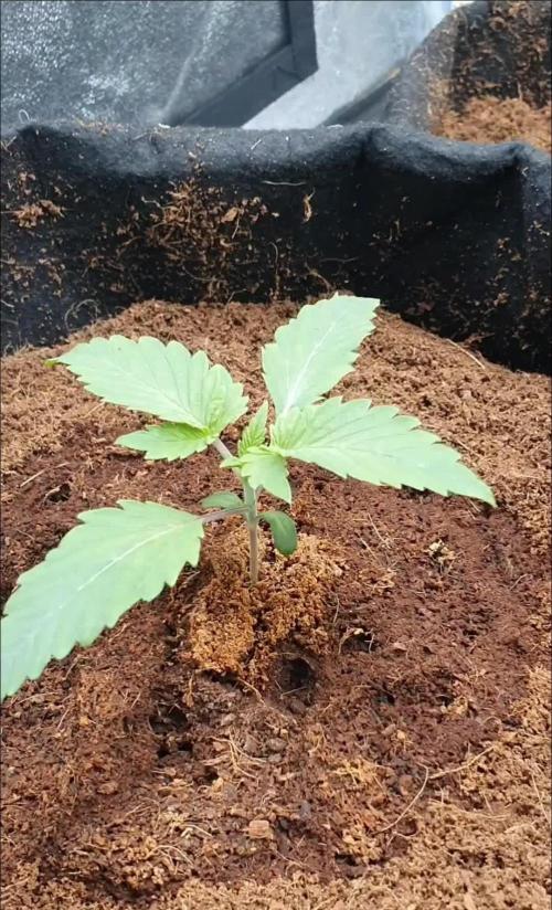 Zillions - Barney's Farm