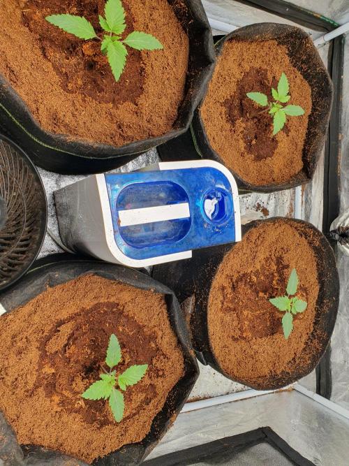 Zillions - Barney's Farm. Week 1