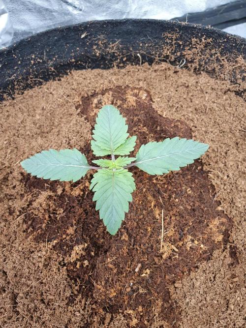 Zillions - Barney's Farm. Week 1