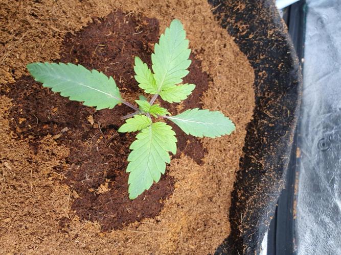 Zillions - Barney's Farm. Week 1