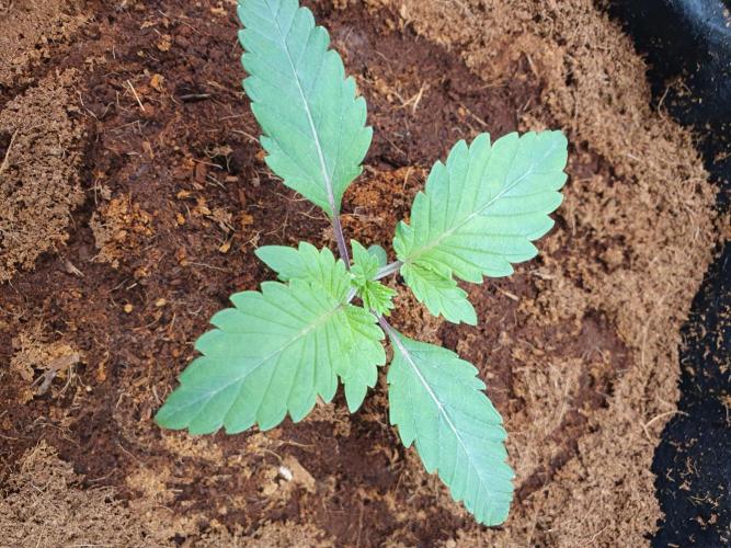 Zillions - Barney's Farm. Week 1