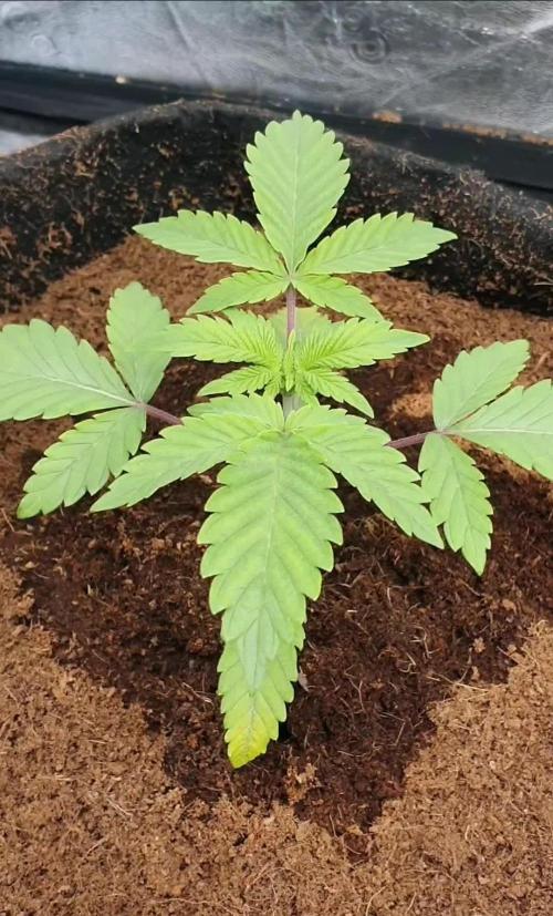 Zillions - Barney's Farm