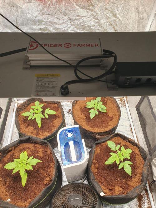 Zillions - Barney's Farm. Week 2