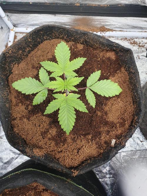 Zillions - Barney's Farm. Week 2