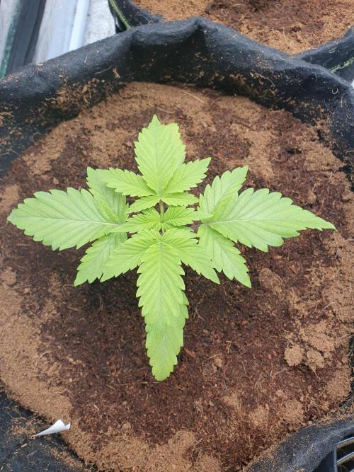 Zillions - Barney's Farm. Week 2