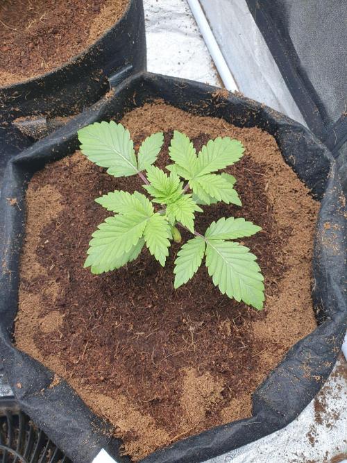 Zillions - Barney's Farm. Week 2