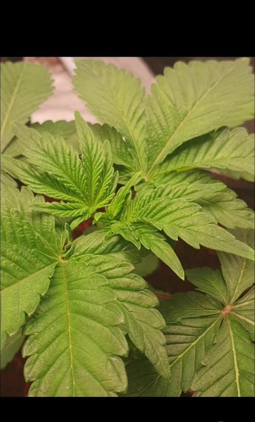 Zillions - Barney's Farm