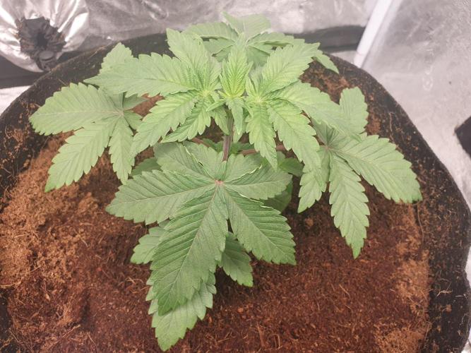 Zillions - Barney's Farm. Week 3