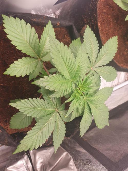 Zillions - Barney's Farm. Week 3