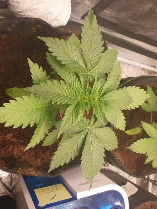 Zillions - Barney's Farm. Week 3