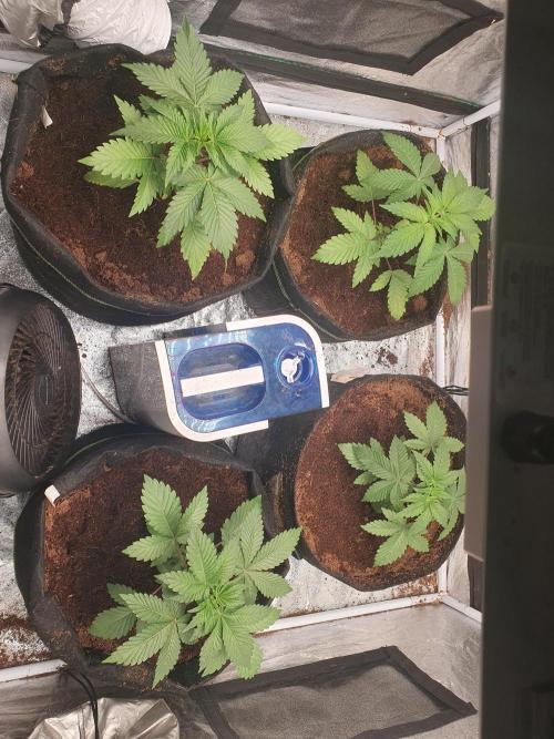 Zillions - Barney's Farm. Week 3