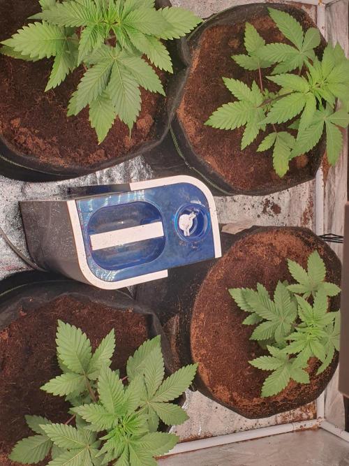 Zillions - Barney's Farm. Week 3