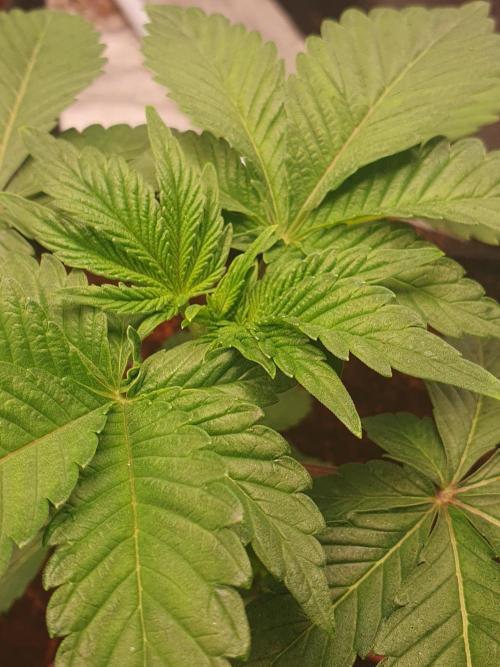 Zillions - Barney's Farm. Week 3