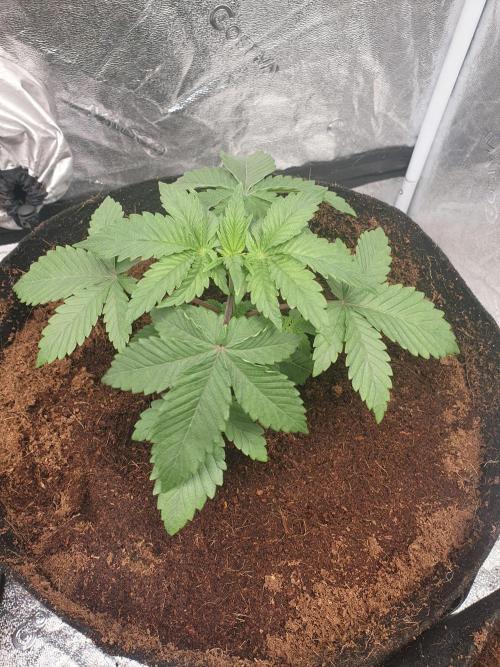 Zillions - Barney's Farm. Week 3