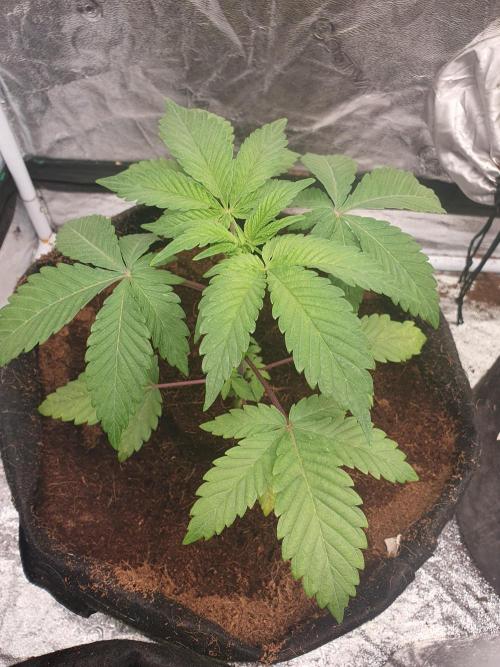 Zillions - Barney's Farm. Week 3