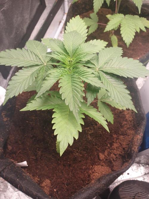 Zillions - Barney's Farm. Week 3