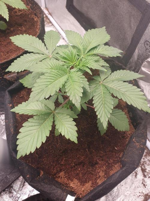 Zillions - Barney's Farm. Week 3