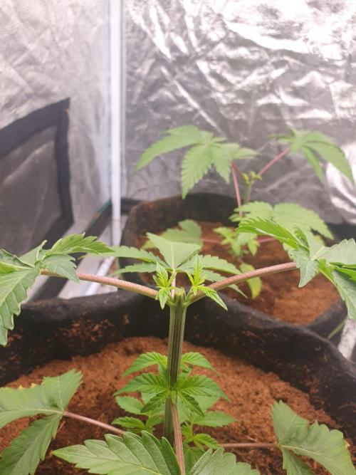 Zillions - Barney's Farm. Week 3