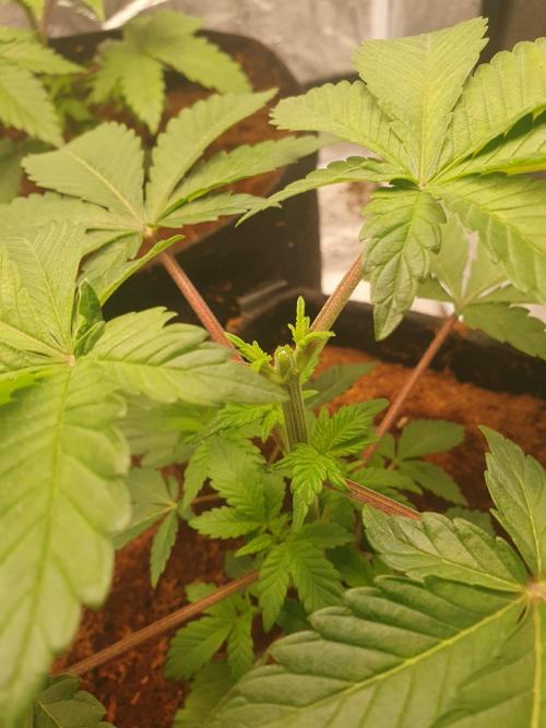 Zillions - Barney's Farm. Week 3