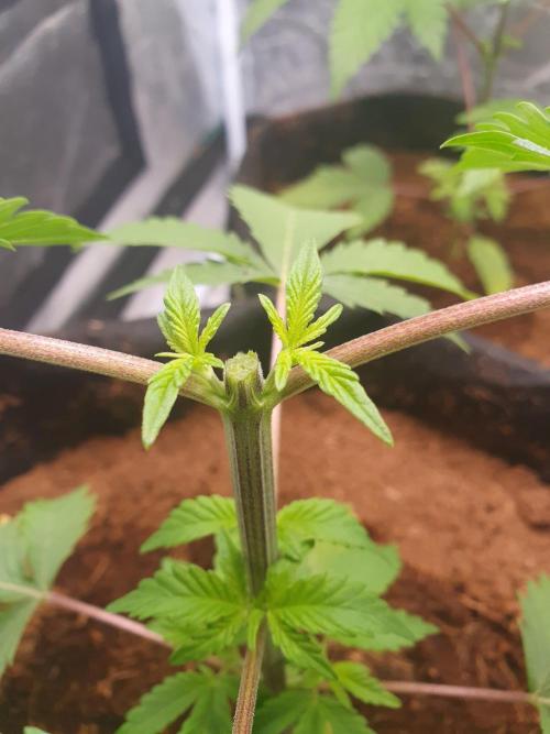 Zillions - Barney's Farm. Week 3