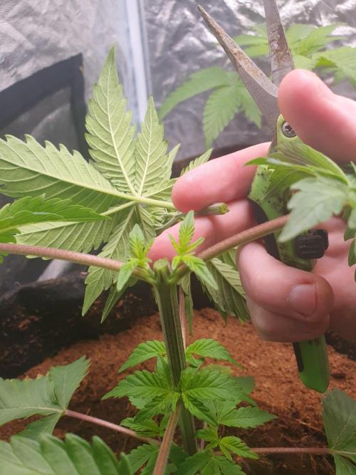 Zillions - Barney's Farm. Week 3