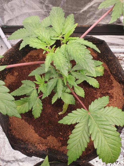 Zillions - Barney's Farm. Week 4