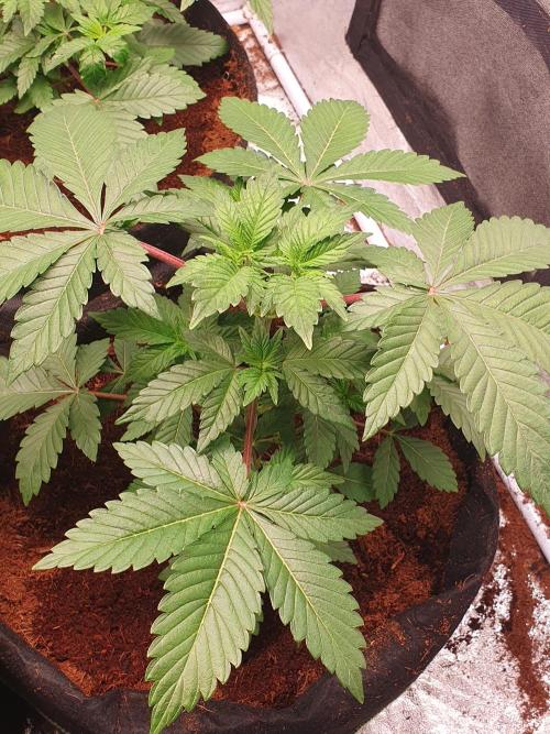 Zillions - Barney's Farm. Week 4