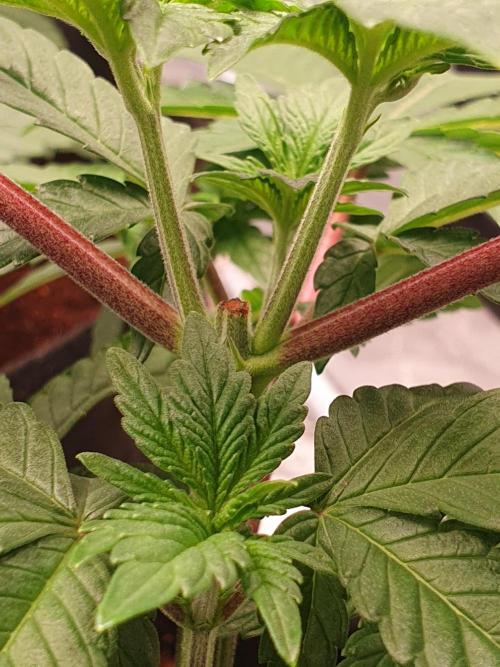 Zillions - Barney's Farm. Week 4